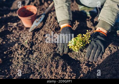 Gärtner umpflanzen Berberbusch aus Behälter in Boden. Gartenarbeit im Herbst. Thunbergs gelbe Berberitze Stockfoto