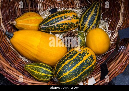 Stillleben im Herbst mit Kürbissen auf Holzgrund. Stockfoto