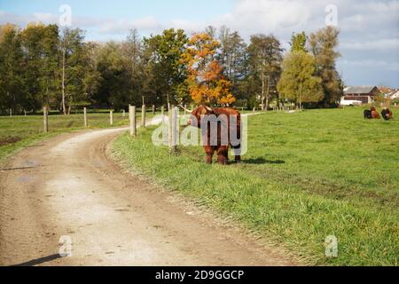 Nahaufnahme einer Hochlandkuh, die in der Mitte steht Das Feld an einem sonnigen Tag Stockfoto