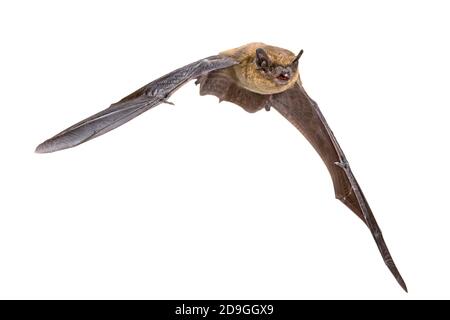 Flying Pipistrelle bat (Pipistrellus pipistrellus) Action Shot der Jagd Tier auf weißem Hintergrund. Diese Sorte ist bekannt für Rast- und l Stockfoto