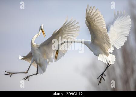 Zwei große weiße Reiher (Ardea alba) fliegen und kämpfen am See Csaj, Kiskunsagi Nationalpark, Pusztaszer, Ungarn. Februar. Es ist ein großes, weit verbreitetes di Stockfoto