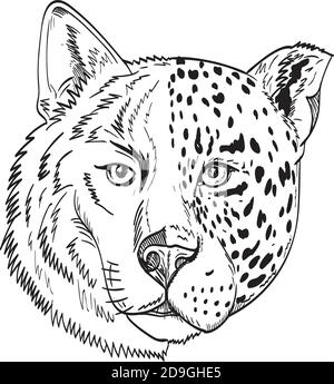 Zeichnung Skizze Stil Illustration Kopf eines halben Holz Wolf und halb jaguar, Panther oder Leopard von vorne auf isolierten weißen Hintergrund gesehen getan ich Stock Vektor