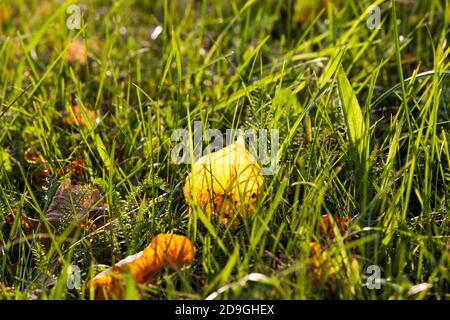 Laubbäume in der Herbstsaison Stockfoto