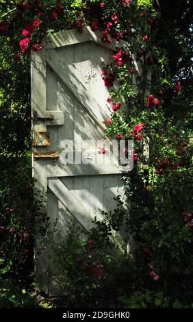 Eine alte rustikale Gartentür mit Rosa 'Dorothy Perkins' Stockfoto