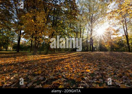 Ahornblatt in der Herbstsaison Stockfoto