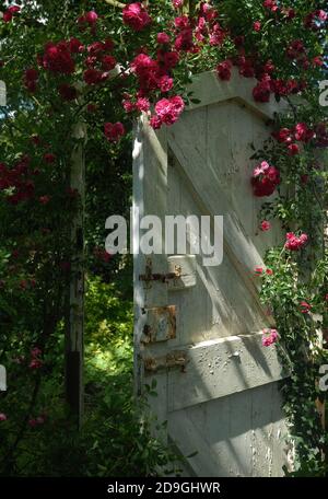 Eine alte rustikale Gartentür mit Rosa 'Dorothy Perkins' Stockfoto