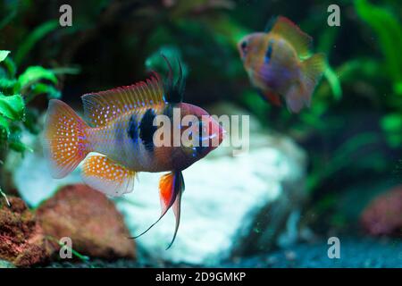 Deutscher blauer Widder, Mikrogeophagus ramirezi Stockfoto