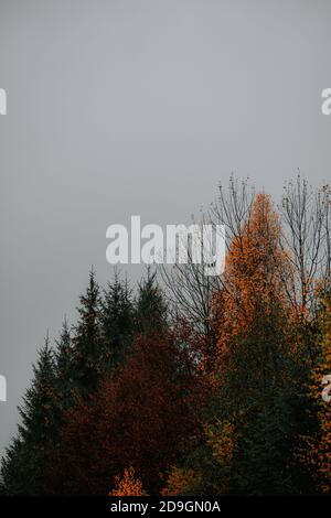 Vertikale Aufnahme von bunten Bäumen in einem Herbstwald Stockfoto