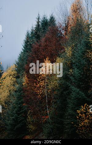 Vertikale Aufnahme von bunten Bäumen in einem Herbstwald Stockfoto