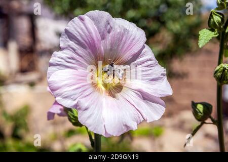 Bumble Biene auf rosa Blume Stockfoto