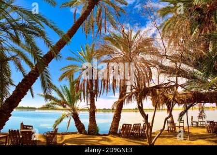 Diese intelligenten, angepassten Systeme basieren auf Dattelpalmenlandwirtschaft Kombiniert mit anderen Kulturen wie Olivenbäumen und Luzerne Die Menschen vor Ort zu respon Stockfoto