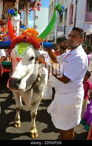 GEORGE TOWN, PENANG: 20. Januar 2019 - EIN weißer Stier und sein Wächter, der während des Hindu-Festivals von Thaipusam zu einem Festwagen gespannt wurde. Stockfoto