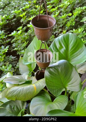 Gartenfunktion mit Bronzebechern, die den Niederschlag an den Ketten in die Pflanzentöpfe üppiger Grünpflanzen leiten. Stockfoto