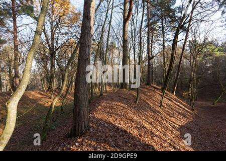 Laubbäume in der Herbstsaison Stockfoto