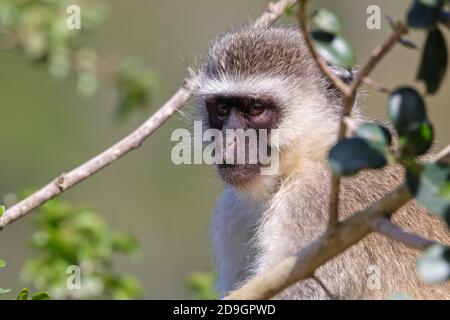 Vervet Affe in Baum suchen (Chlorocebus pygerythrus) Stockfoto