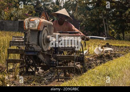 Balinesischer Bauer im Reisfeld, Indonesien, Ubud, Bali, 2019 Stockfoto