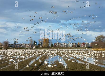 Snowgeese Landing Richmond BC. Schneegänse sammeln sich auf einem Bauernfeld, um sich auszuruhen und zu füttern. Richmond, British Columbia, Kanada. Stockfoto