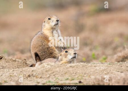 Schwarzschwanz-Präriehund (Cynomys ludovicianus), Theodore Roosevelt National Park, N. Dakota, USA, von Dominique Braud/Dembinsky Photo Assoc Stockfoto