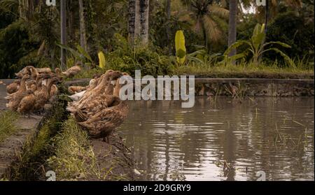 Panoramaszene Entengruppe im Wasser, indonesien, ubud, bali 2019 Stockfoto