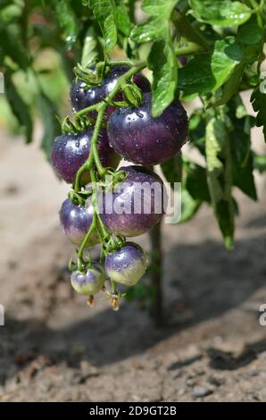 Bündel unreife Indigo Rose schwarze Tomaten mit Wassertropfen Nahaufnahme Stockfoto