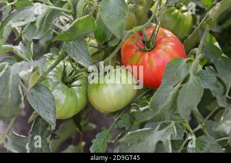 Tomaten unterschiedlicher Reife hängen an der Pflanze. Nahaufnahme Stockfoto