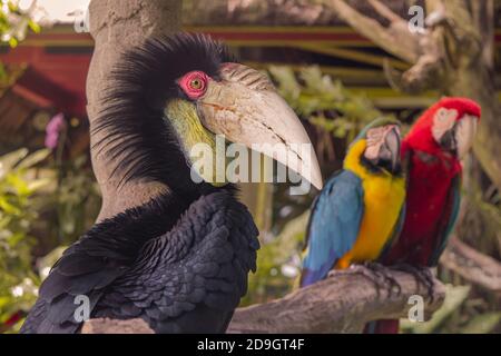 Bunte Papageien im Dschungel, Indonesien, Ubud, Bali 2019 Stockfoto