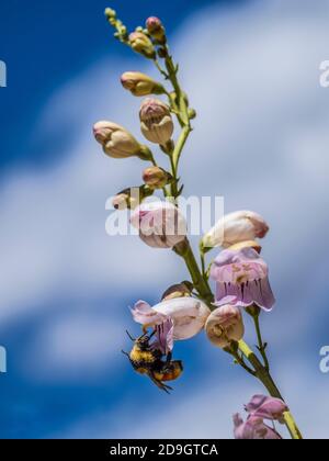 Palmer's Penstemon (Penstemon palmeri), Main Canyon Trail, Little Book Cliffs Wild Horse Range, Little Book Cliffs Wilderness Study Area in der Nähe von Palisade Stockfoto