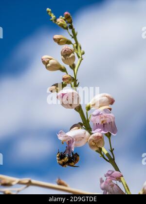 Palmer's Penstemon (Penstemon palmeri), Main Canyon Trail, Little Book Cliffs Wild Horse Range, Little Book Cliffs Wilderness Study Area in der Nähe von Palisade Stockfoto