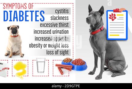 Nette Hunde und Symptome von Diabetes auf weißem Hintergrund Stockfoto
