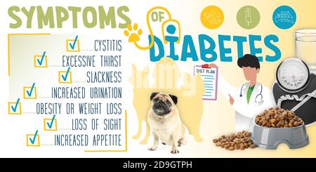 Cute Mops Hund und Symptome von Diabetes Stockfoto