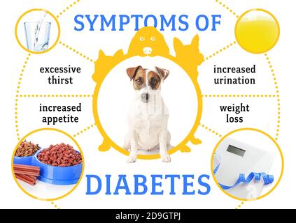 Cute Jack Russell Terrier und Symptome von Diabetes auf weiß Hintergrund Stockfoto