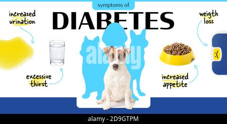 Cute Jack Russell Terrier und Symptome von Diabetes auf weiß Hintergrund Stockfoto