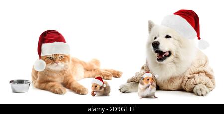 Niedliche Haustiere in Santa Hüte auf weißem Hintergrund Stockfoto