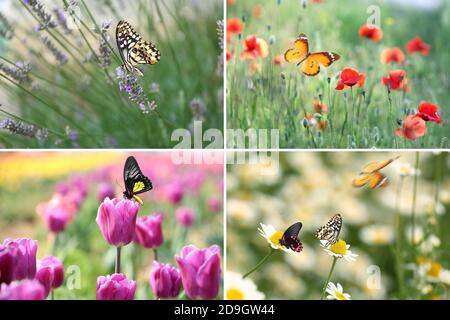 Collage von Fotos mit schönen tropischen Schmetterlingen auf Blumen in Garten Stockfoto