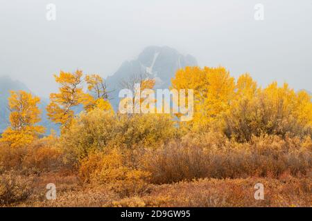 Herbstfarben, Aspen und Weiden, Weidenflächen, Grand Teton NP, September, WY, USA, von Dominique Braud/Dembinsky Photo Assoc Stockfoto