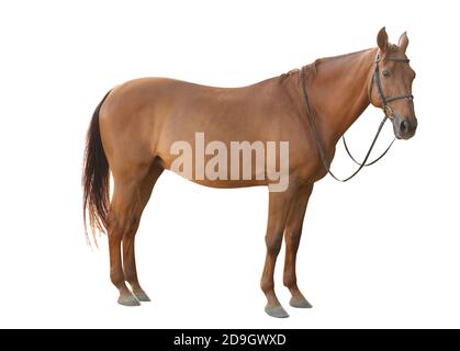Kastanienpferd auf weißem Hintergrund Stockfoto