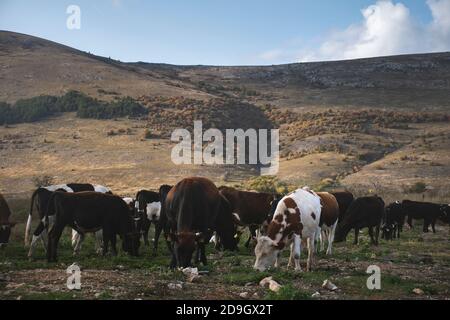 Eine Herde Kühe vor riesigen Bergen. Stockfoto