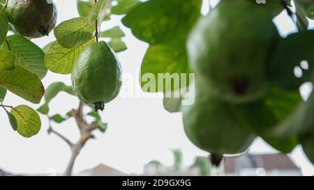 Ein fruchtierender Guava-Baum Stockfoto