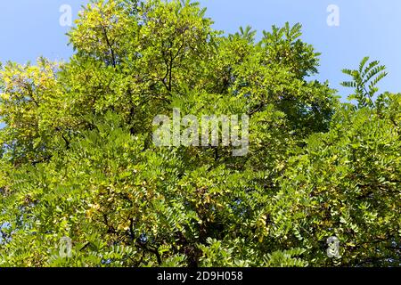 Laubbäume in der Herbstsaison Stockfoto