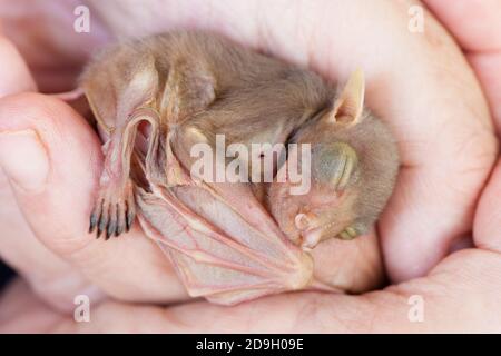 Waisenkind Östliche Röhrennase Fledermaus (Nyctimene robinsoni) ca. 3 Tage alt, ruht nach der Fütterung. November 2020. Cow Bay. Queensland. Australien. Stockfoto