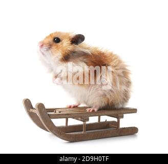 Lustiger Hamster mit Schlitten auf weißem Hintergrund Stockfoto