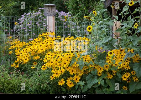 Black-Eyed Susan Pflanzen in voller Blüte von anderen Mitte Sommer blühenden Stauden umgeben. Stockfoto