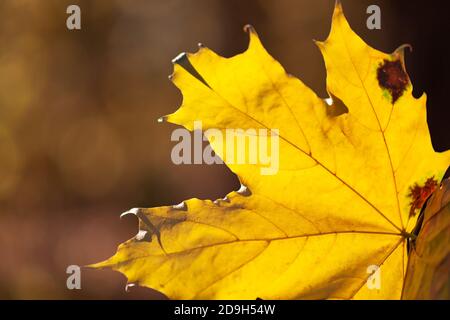 Herbstblatt aus gelbem Ahorn Stockfoto