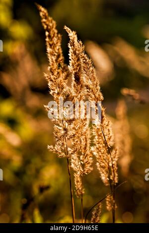 Laubbäume in der Herbstsaison Stockfoto