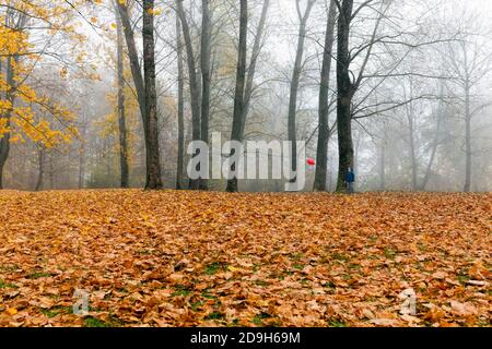 Ahornblatt in der Herbstsaison Stockfoto