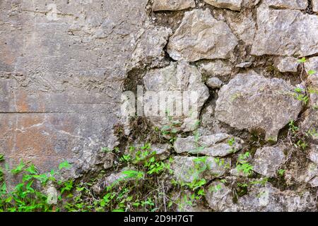 Die alte Wand aus Kopfsteinpflaster ist mit Pflanzen bedeckt Stockfoto