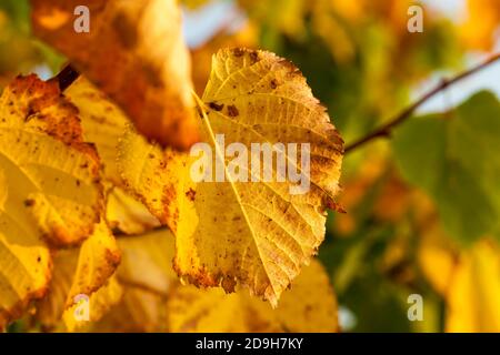 Ahornblatt in der Herbstsaison Stockfoto