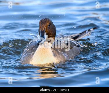 Schöne nördliche Pintail männliche Ente schwimmen im See. Grau und braun Vogel. Es gibt viel Spritzwasser Stockfoto