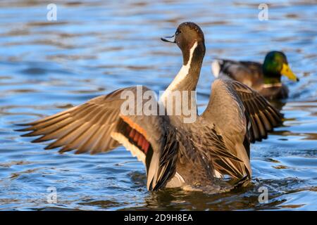 Schöne nördliche Pintail männliche Ente schwimmen im See. Grau und braun Vogel. Dieser Vogel flatscht mit den Flügeln Stockfoto