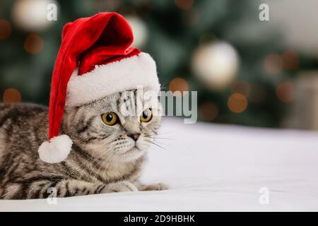 Nette lustige Katze in Weihnachtsmütze zu Hause an Weihnachten eve Stockfoto